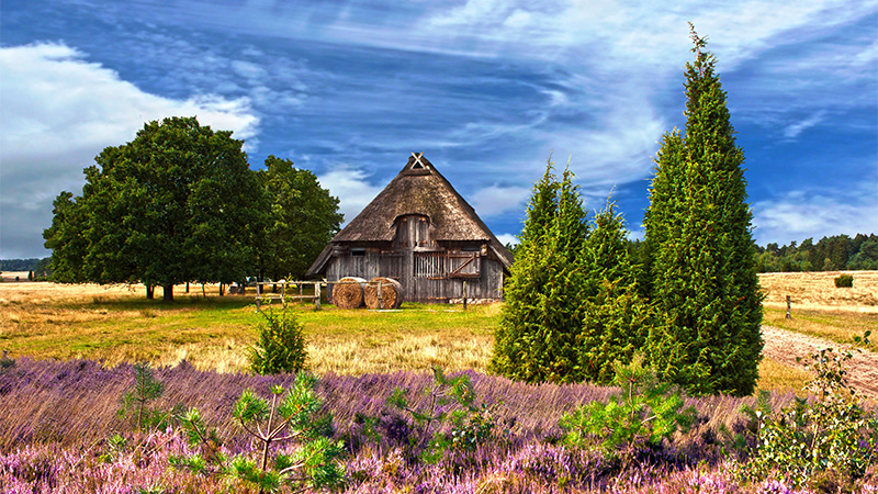 L�neburgsheden med Celle och sparris, 5 maj